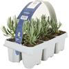 Bloomique - Set di 6 - Lavandula Angustifolia 'White' - Lavanda - Resistente - Piante da balcone - Profumate - Altezza 10-20 cm - Radici 6 cm