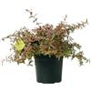 Plantì HYPERICUM TRICOLOR Arbusto sempreverde da esterno, vaso da 19 cm. Piante vere per giardino e terrazzo con foglie variegate e fiori gialli brillanti. 6 mesi di concimazione inclusi.