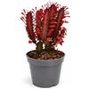 POWERS TO FLOWERS EUPHORBIA TRIGONA ROSSA, VASO 13CM DIAMETRO, ALTEZZA 20CM, pianta vera