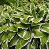 le Georgiche Vivai le Georgiche - Pianta vera di Hosta Francee Hosta fortunei Francee Giglio di piantaggine 'Francee' - vaso Ø 17 cm