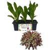 P. Piantine da Orto | Lattuga Barba dei Frati Rossa, Pianta da Orto o Balcone Pronta al Trapianto, Kit da 9 Piantine, Pianta Vera da Esterno, Vivaio Italiano