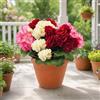 Aisamco 6 Fiori Geranio Seta Esterno UV Resistente