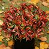 Uieke 6 piante artificiali da esterno, resistenti ai raggi UV, fiori tropicali finti, piante in plastica, arbusti di gloria mattutina, foglie autunnali, fogliame, per fioriere da appendere, giardino,