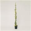 Plantì PLANTI' PIANTA VERA EDERA | Hedera | Piante ornamentali sempreverdi, rampicanti adatte a muro, griglie e struttura a rete in legno1 (Gold Child)