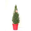 Vannucci Piante - Picea albertiana conica/Abete nano canadese, pianta vera in vaso, perfetta per le festività!