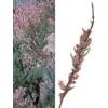 HERBOPLANET Srl Msa tamarix gallica 50 ml - - 900115813
