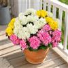 Aisamco Fiori artificiali per la decorazione all'aperto primavera estate, 6 fasci di finta seta gerani fiori fiori finti piante resistenti ai raggi UV per giardino casa fioriera finestre cortile tavolo