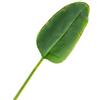 artplants.de Foglia di banano Artificiale Yumi, 95cm