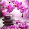 DCIDBEI Diamante quadrato 40x40cm square diamond painting fai da te quadri grandi orchidee orchidea 5D puzzle con strass quadrati poster di fiore bambini ricamo a punto croce painting by numbers tele pittura
