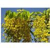 Seeds & Plants Shop by Ipsa Pezzi - 10x Cassia Abbreviata Albero Giardino Piante - Seme ID1171 - Seeds & Plants Shop by Ipsa