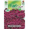 Flortis Alisso Nano Violetto