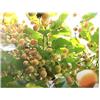Seeds & Plants Shop by Ipsa Pezzi - 10x Cordia Dichotoma Profumata Manjack Giardino Piante - Seme B450 - Seeds & Plants Shop by Ipsa