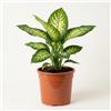 Blume Ideal Pflanze Plus | Dieffenbachia | 1 pianta | Pianta da interno facile da curare