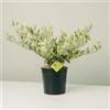Plantì LIGUSTRUM TEXANUM (VARIEGATO). Arbusto sempreverde con fogliame variegato, vaso da 19 cm. Piante vere per esterno ideali per siepi decorative. 6 mesi di concimazione inclusi.