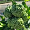 Vivai Decandia Giovanni PIANTA DI COMBAWA O KAFFIR LIME in vaso 24 (foto reali)