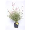 Plantì GAURA LINDHEIMERI - Pianta Vera da Interno ed Esterno, Fogliame Verde Scuro, Ideale per Vaso e Giardino, Diametro Vaso 19 cm (Compact pink)