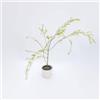 le Georgiche Vivai le Georgiche - Pianta vera di Salix babylonica Rokkakudo Salice piangente - altezza alla vendita 120-140 cm