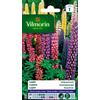 Vilmorin 5345741 Lupin di Russel varia, 9 x 0,5 x 16 cm, multicolore