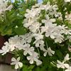 Generic Plumbago auriculata balcone giardino rampicante di appartamento 3piante