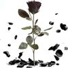 ROSEMARIE SCHULZ Heidelberg Rosa Eterna Nera - Vera rosa eterna con stelo 30-35 cm di lunghezza, dura 3 anni - Fiori decorativi neri, regali per le donne per il compleanno - Regali per la migliore amica (Nero)