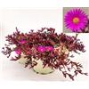 POWERS TO FLOWERS - DELOSPERMA FUCSIA, DESERT DANCERS PURPLE, MESEMBRIANTEMO RIFIORENTE, 3 PIANTE IN VASO 14 cm DIAMETRO, piante vere