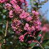 le Georgiche Vivai le Georgiche - Pianta vera di Lagerstroemia indica Rosea Lillà delle Indie, Mirto crespo - vaso Ø 18 cm