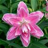 DUTCH BULBS EXCLUSIVE PLANTS FROM HOLLAN Bulbi Fiori Perenni da Esterno - 10 Bulbi di Giglio di Loto Rosa Doppio - Piante e Fiori Esclusivi dall'Olanda - per giardino, vasi e balcone (non semi, non artificiali)