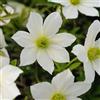 ClematisOnline 2 x Clematis Early Sensation - 2 piante rampicanti sempreverdi, pluriennali e durature invernali, 2 x 1,5 litri, colore: Bianco