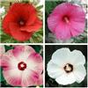 Generic 25 grani mescolati di Luna Hibiscus Moscheutos Hardy Red, Hot Pink, Pink & White Swirl