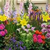 DUTCH BULBS EXCLUSIVE PLANTS FROM HOLLAN Bulbi Fiori Perenni da Esterno - 50 Bulbi Estivi Economici - Piante e fiori esclusivi dall'Olanda - Resistenti & Perenni - per giardino, vasi e balcone (grandi, non semi, non artificiali)