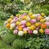 DUTCH BULBS EXCLUSIVE PLANTS FROM HOLLAN Bulbi Fiori Perenni da Esterno - 50 Bulbi Ranunculus & Freesia Collection - Piante e fiori esclusivi dall'Olanda - Perenni - per giardino, vasi e balcone (grandi, non semi, non artificiali)