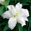 DUTCH BULBS EXCLUSIVE PLANTS FROM HOLLAN Bulbi Fiori Perenni da Esterno - 10 Bulbi di Giglio di Loto Bianco Doppio - Piante e Fiori Esclusivi dall'Olanda - per giardino, vasi e balcone (non semi, non artificiali)