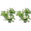 Bloomique - Confezione da 6 - Pelargonium Graveolens - Geranio al limone - Anti-zanzare - Profumato - Piante da giardino - Altezza 15-30 cm - Vaso 10,5 cm