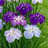 DUTCH BULBS EXCLUSIVE PLANTS FROM HOLLAN Bulbi Fiori Perenni da Esterno - 5 Radici di Iris Ensata - Mix di 5 varietà - Grandi piante - Piante esclusive dall'Olanda - per giardino e vaso (non semi, non artificiali)