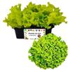 P. Piantine da Orto | Lattuga Lollo Bionda, Pianta da Orto o Balcone Pronta al Trapianto, Kit da 9 Piantine, Pianta Vera da Esterno, Vivaio Italiano