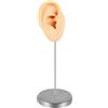 Ysyqkn Modello di Orecchio in Silicone Espositore Supporto Istruzioni Manichino Vetrina E Supporto Accessorio con Design Elegante Adatto per, Pelle Giusta