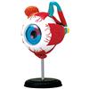 EXPLORA SCIENCES EXPLORA - Occhio - Anatomia del Corpo Umano - 546054 - Modello di 32 Pezzi - Istruzioni di Montaggio e Quiz Educativo - Kit di Scoperta - Gioco per Bambini - Scientifico - A Partire dai 8 Anni