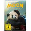 LEONINE Moon, der Panda/DVD