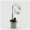 EDG Enzo De Gasperi Orchidea Phalaenopsis x2 con Foglie e Vaso H 51 Cm Pianta Artificiale Bianco