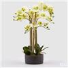 EDG Enzo De Gasperi Orchidea Phalaenopsis Real con Vaso Ramo x6 Artificiale H 72,5 Cm Light Green