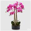 EDG Enzo De Gasperi Orchidea Phalaenopsis Real con Vaso Ramo x6 Artificiale H 72,5 Cm Fuchsia