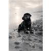 Moomi Design Puppy Onyx: Untamed Soul, Pure Glimmers… By Nature: A Quiet Luxury Black Labrador Puppy Journal - Calm Strength & Mindful Grounding, Raw Nature and ... 6 x 9 | 3.5mm Dot Grid Seamless Edge-to-Edge