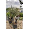 Vivaio Garden Forest Olea Europaea Olivo H180 cm Vaso 45