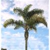 Vivaio Garden Forest Cocos Plumosa Palma di Cocco, H 2,50 MT