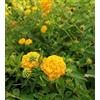 Vivaio Garden Forest Lantana sellowiana Gialla/Arancio Vaso Ø14 cm