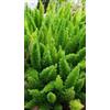 Generico Pianta di Asparagus Meyeri Vaso 18 - Elegante e Decorativa