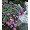 Vivaio Garden Forest Sedum Sieboldii Variegata Pianta Grassa