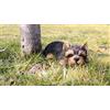 Hi- Line Gift RUNADI 87710-M - Statuetta di Yorkshire Terrier Che Dorme, Colore: Nero