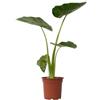 Vivaio Garden Forest Alocasia macrorrhiza Pianta da Interno | Orecchie d'Elefante, Sempreverde, Foglie giganti verde chiaro lucide a margini ondulati, Crescita rapida