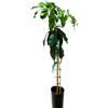 Vivaio Garden Forest Pianta di Mango Indica Maya Innestata, H140cm | Pianta da frutto, Sempreverde, Frutto tropicale, Profumo intenso, Molto gustosa